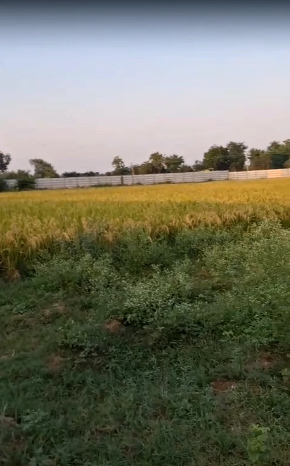 PGMW+8P Kaloli, Kheda, Gujarat, India