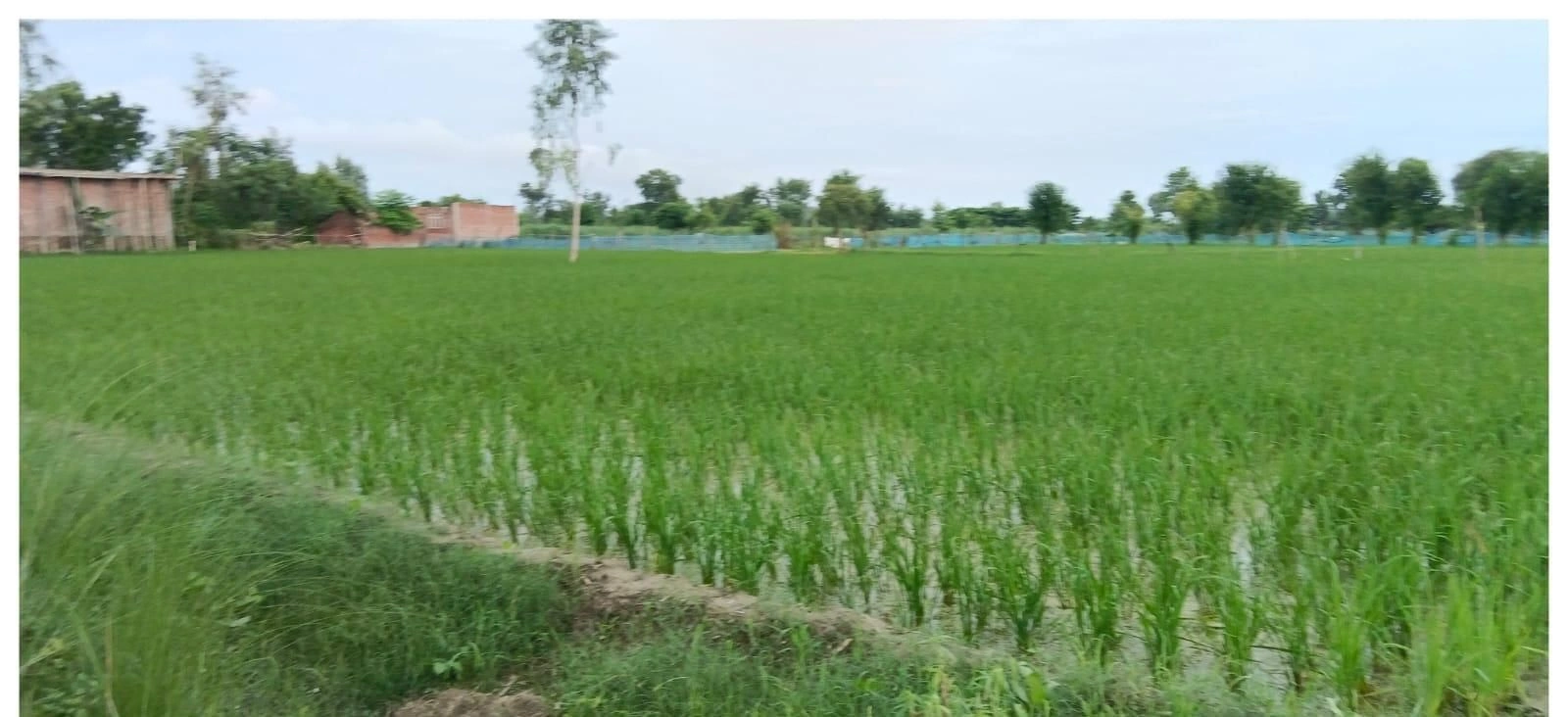 P6CG+4C Ramduttpur Awtara, Ayodhya, Uttar Pradesh, India