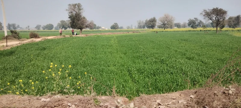 Seetal, Rajasthan 301021, India preview 2