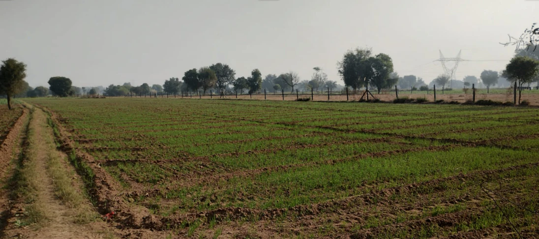 Rajpura, Punjab, India