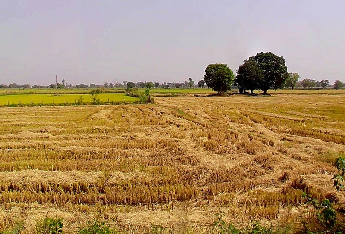 Samesar, Chhattisgarh 491337, India