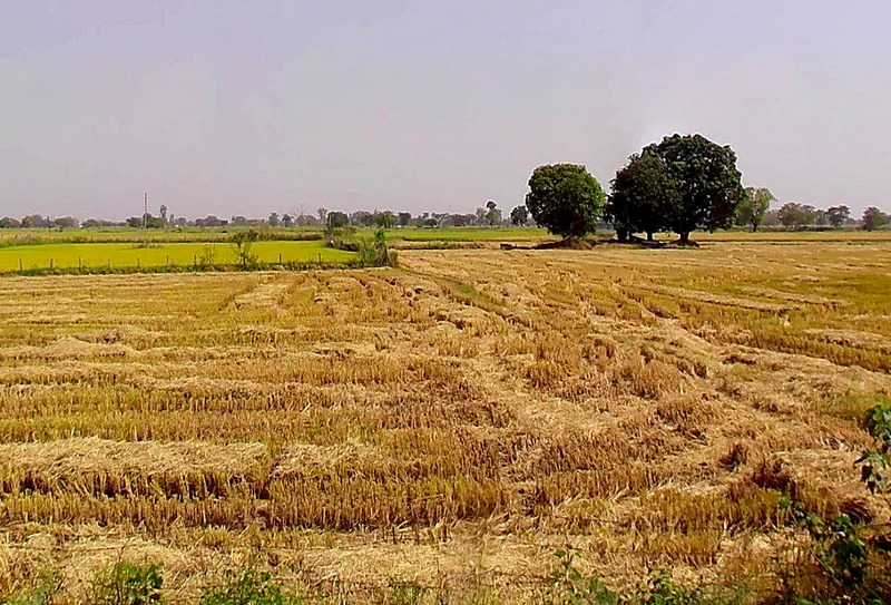 Samesar, Chhattisgarh 491337, India preview 2