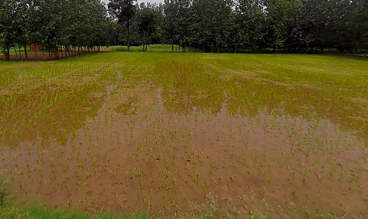 Salampur Gadda, Uttar Pradesh 247001, India