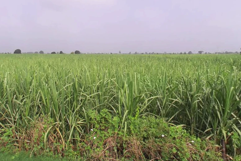 Bhaguwala, Uttar Pradesh 246749, India