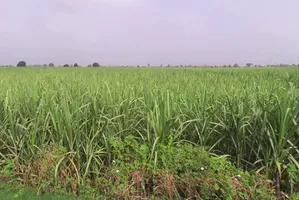 Bhaguwala, Uttar Pradesh 246749, India preview 2