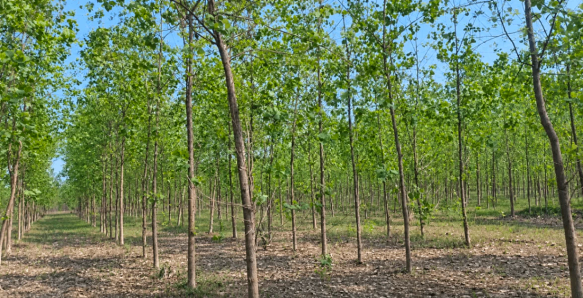 PXC4+M7W, Moradabad, Bhaiya Nagla, Uttar Pradesh 244901, India