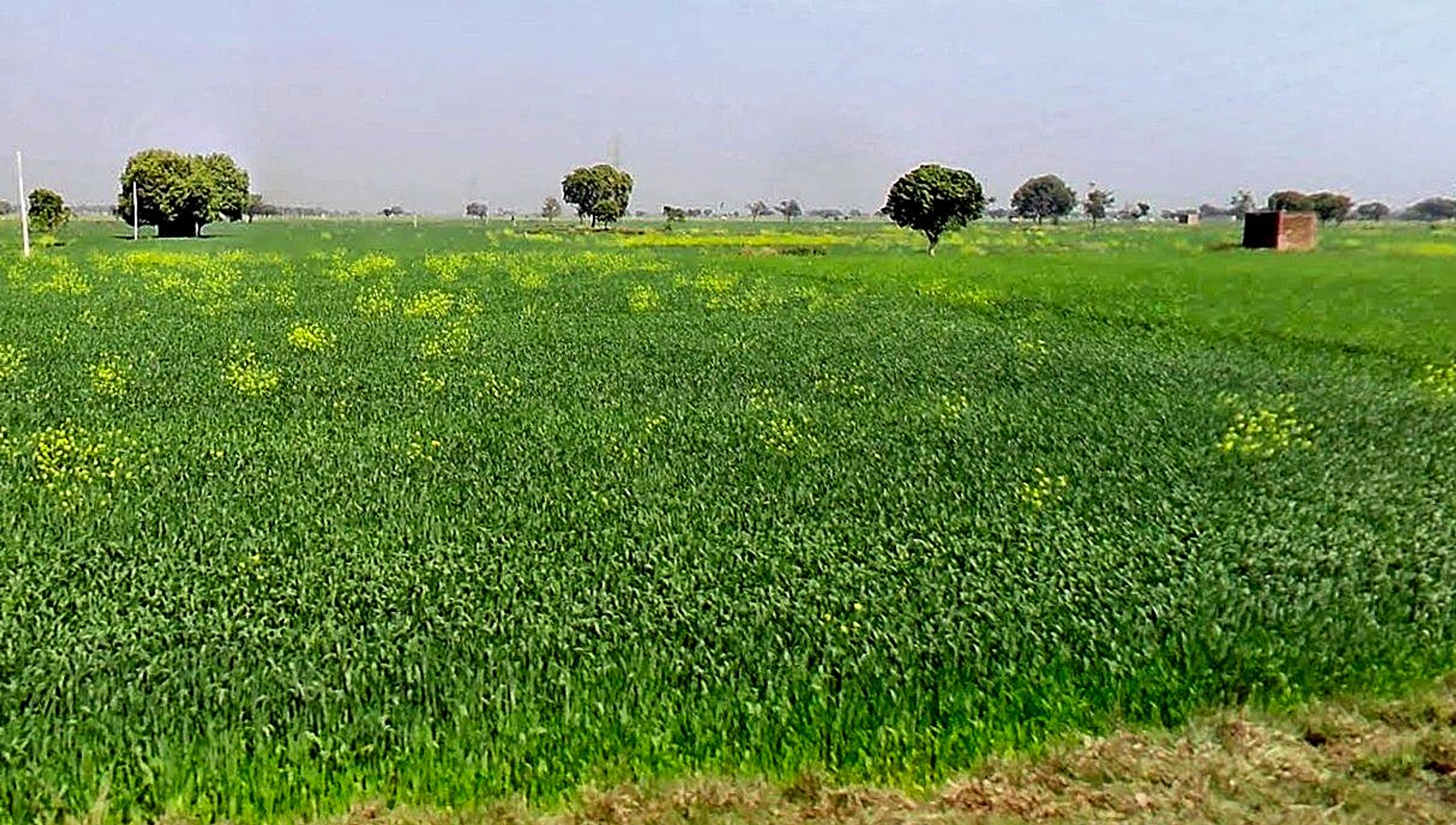 Gora, Madhya Pradesh 475685, India