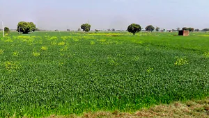 Gora, Madhya Pradesh 475685, India preview 2