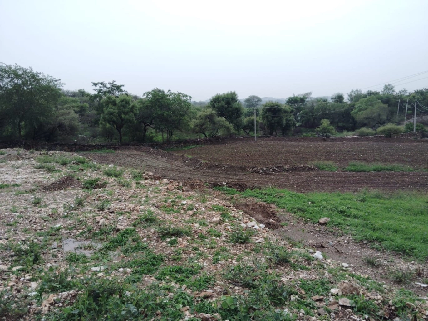 203, Junaguda, Delwara, Peepalwas, Rajasthan 313202, India