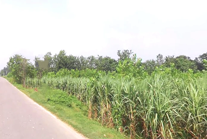 Alampur, Uttar Pradesh 247121, India