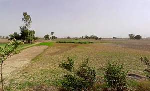 Bapauli, Haryana 132104, India preview 3