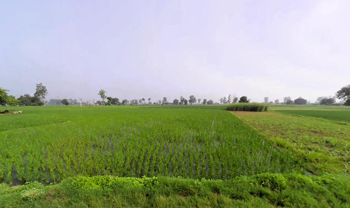 Munak, Haryana 132040, India