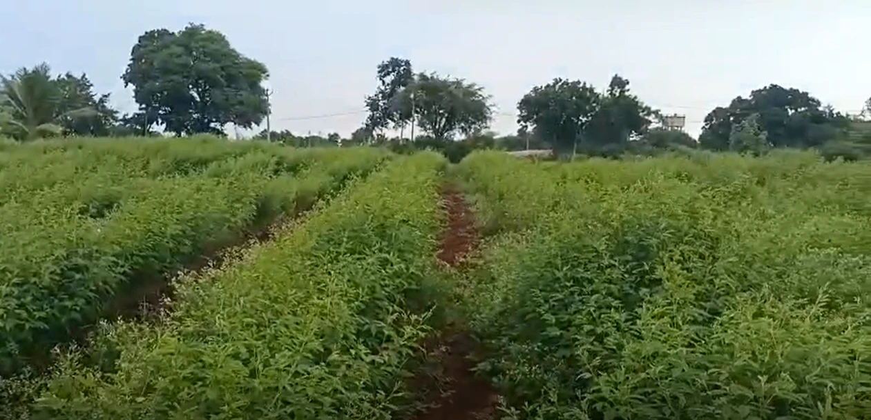 CXJ5+PR Nawabpet, Vikarabad, Telangana, India