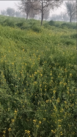 Dhahlavas, Rajasthan 301001, India