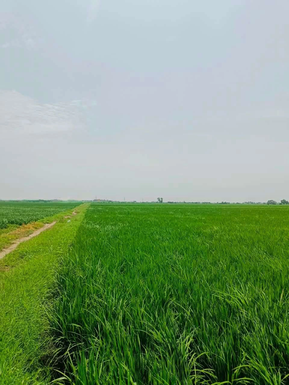 Bajna, Mathura, Uttar Pradesh 281201, India
