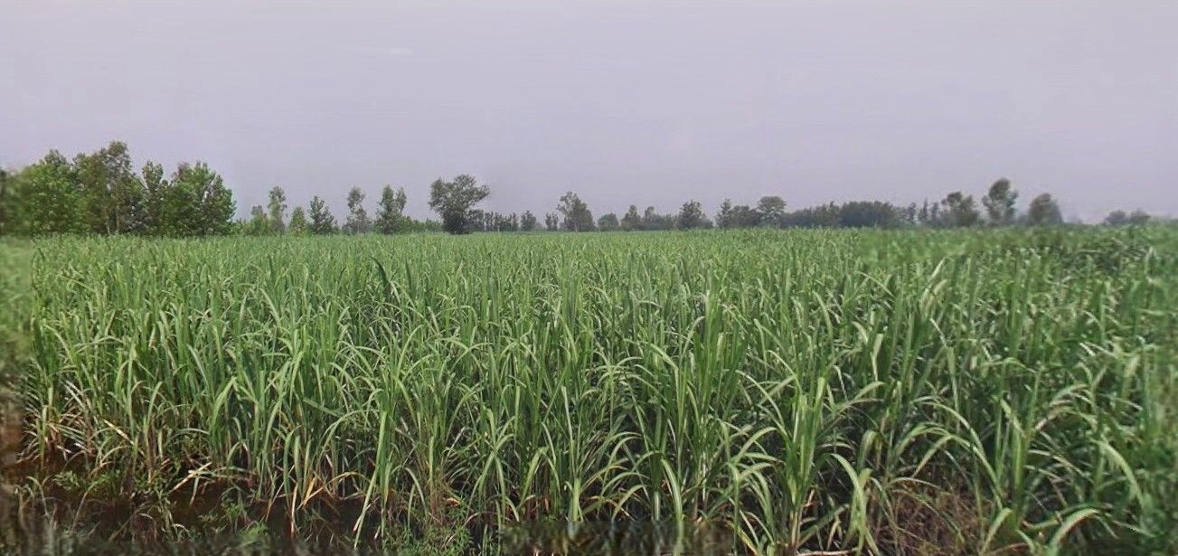 Khatauli, Uttar Pradesh 251201, India