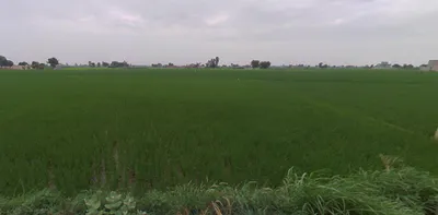 Balachaur, Punjab 144521, India preview 3