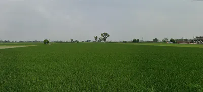 Ghanauli, Punjab 140113, India preview 3