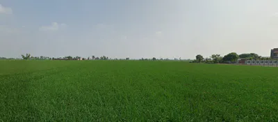 Ghanauli, Punjab 140113, India preview 2