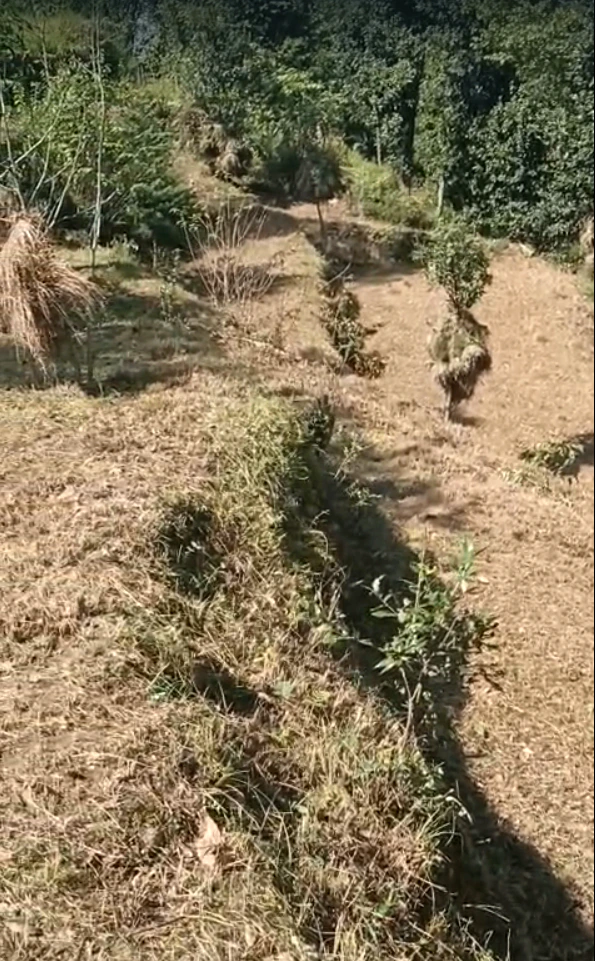 Q9QG+2Q3, Lana Cheta Rd, Kuftu, Kheri Bunal, Himachal Pradesh 173104, India