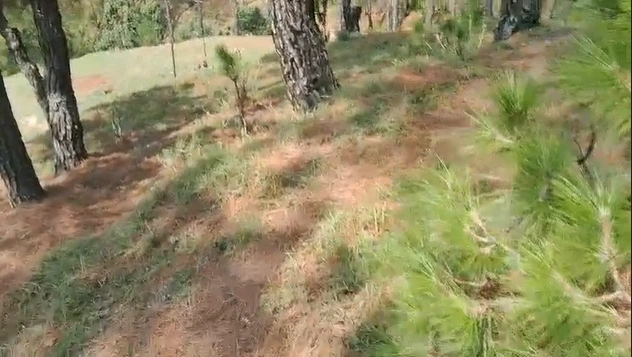 Badripur, Dehradun, Uttarakhand, India