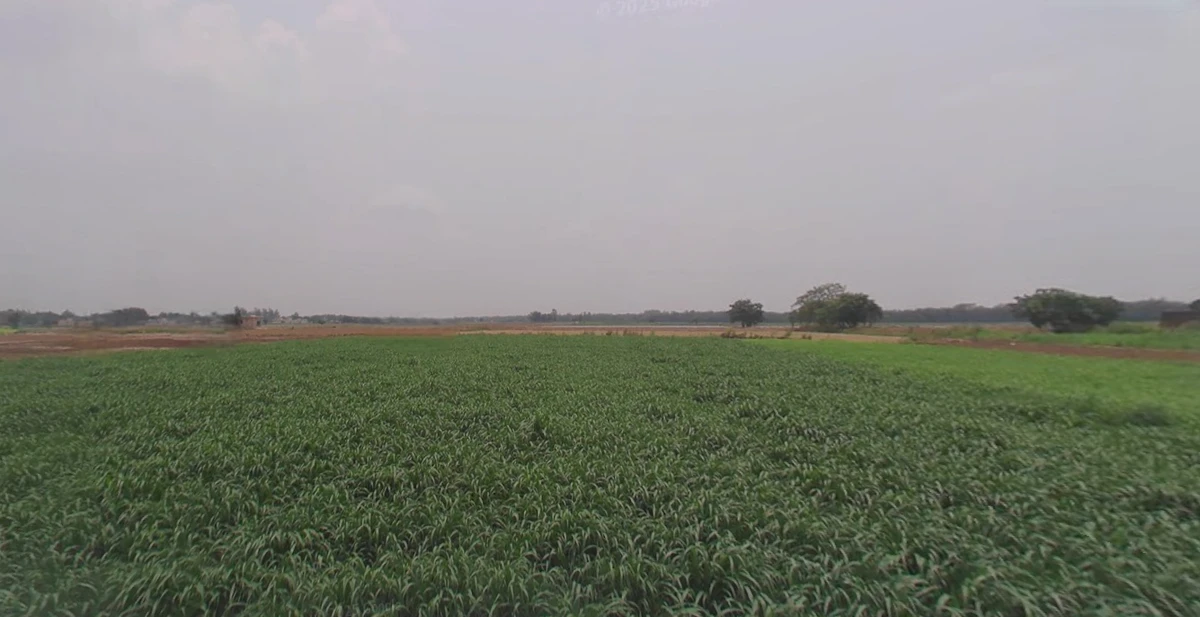 Morinda - Chunni Rd, Bhateri, Punjab, India