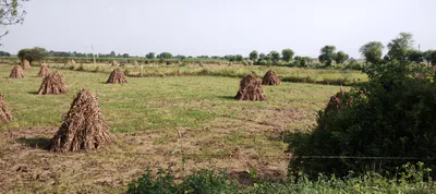 Sargoth, Rajasthan 332404, India preview 3