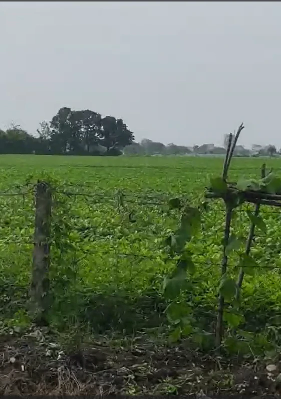 Ujjaini, Indore, Madhya Pradesh, India