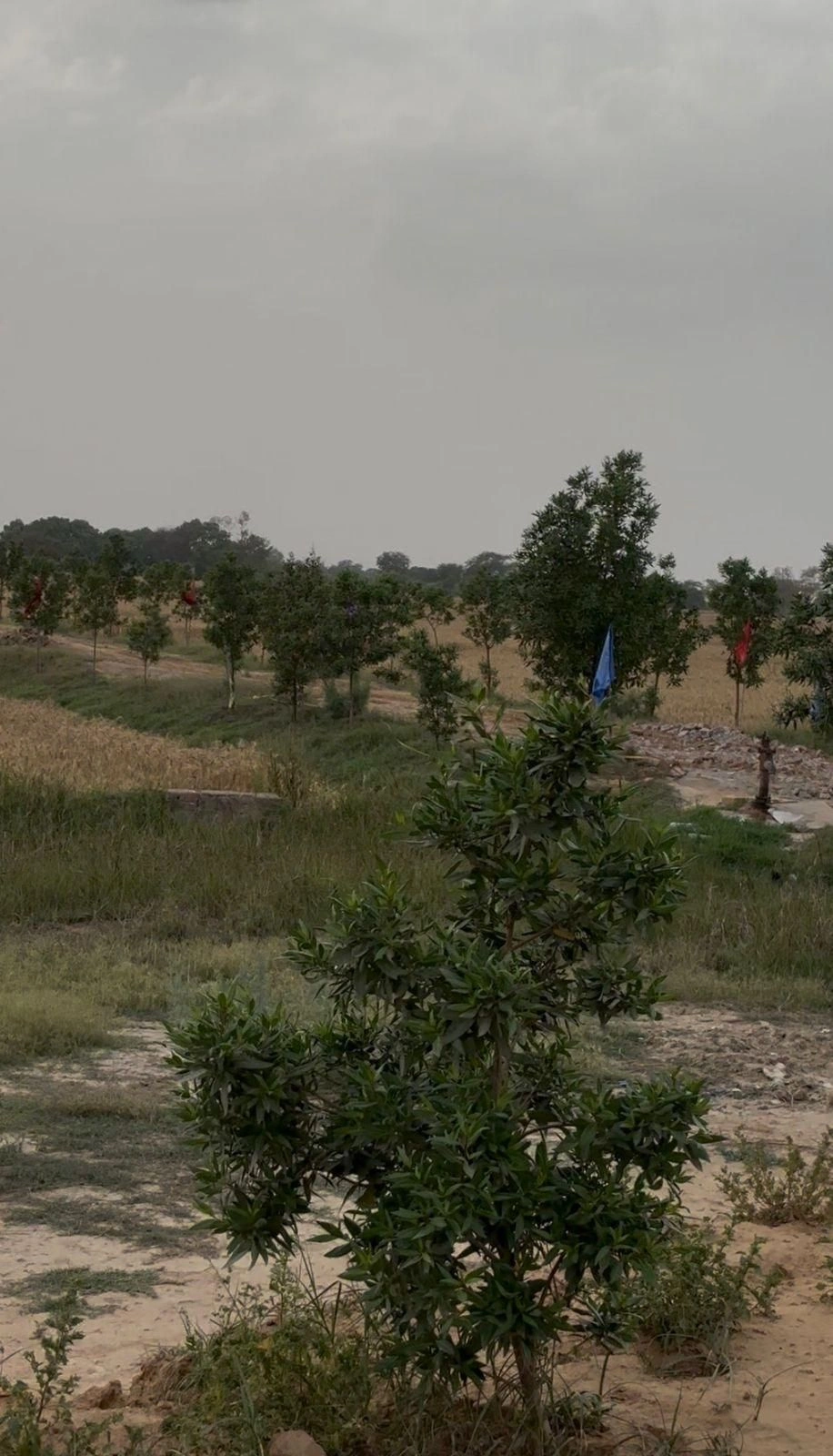 Kokilavan, Vill Post, Bathain Kalan, Kokilavana, Uttar Pradesh 281403, India