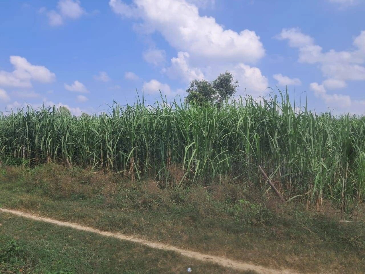 M65Q+HJ Moharram Pur Arti, Ayodhya, Uttar Pradesh, India - Photo 3