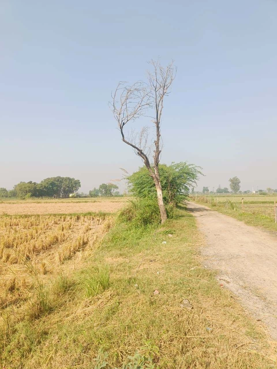 Barhana, Mathura, Uttar Pradesh, India