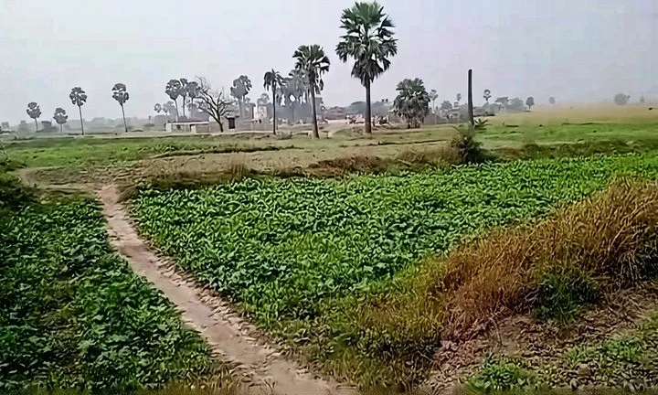 5394+M25, Gangta, Jhakhar, Bihar 811311, India preview 3