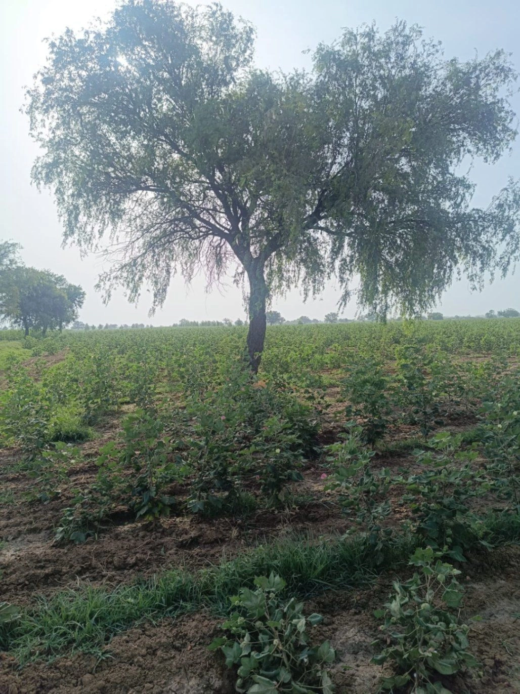 Adampur, Hisar, Haryana 125052, India preview 3