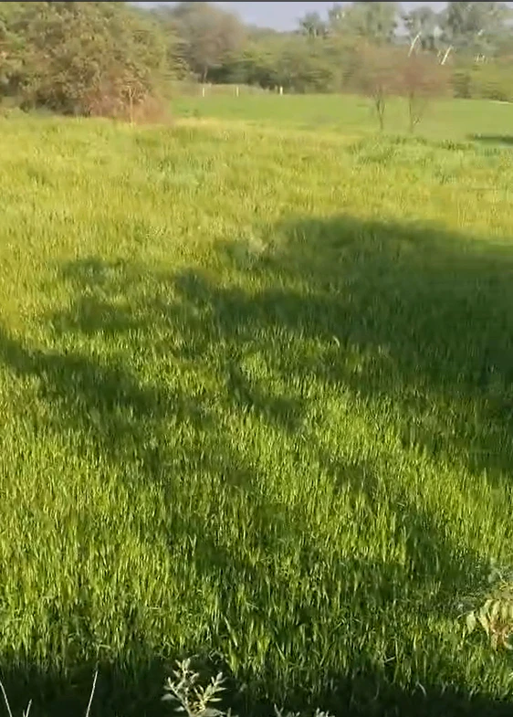 WGR6+5H Reta, Rajasthan, India