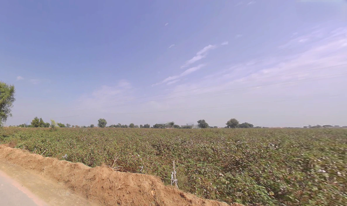 Kaluana, Haryana 125103, India