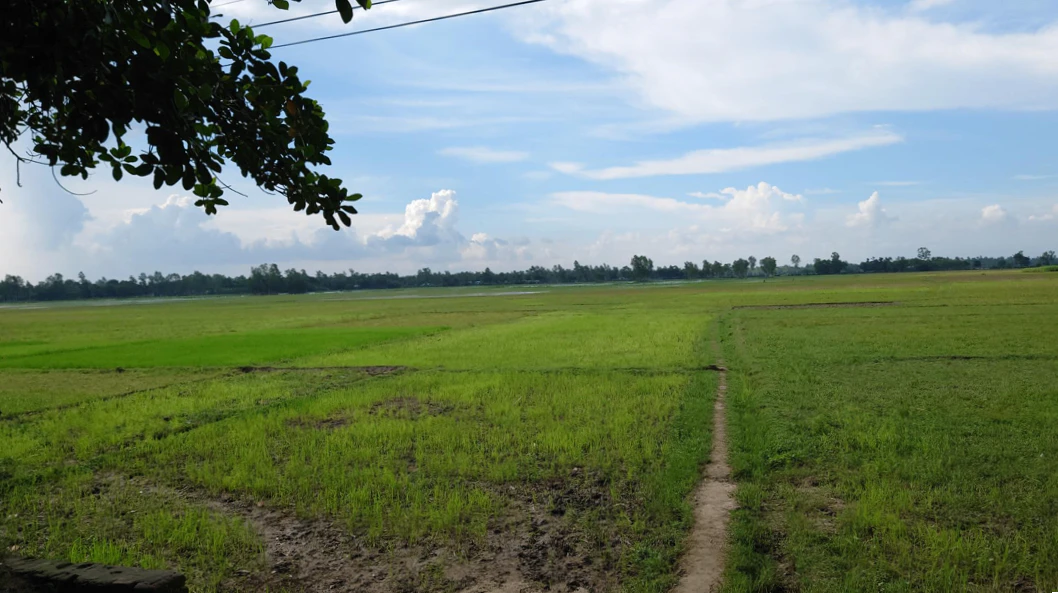 Daya, Haryana 125005, India