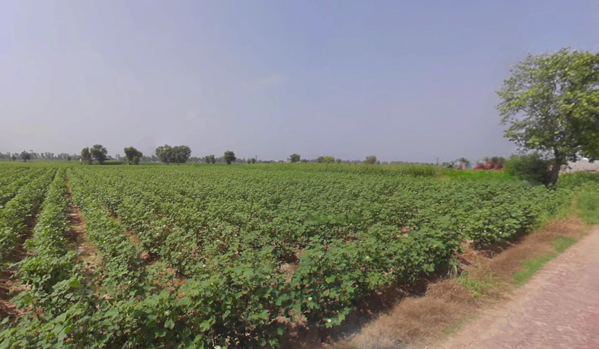 Ellenabad, Haryana 125102, India