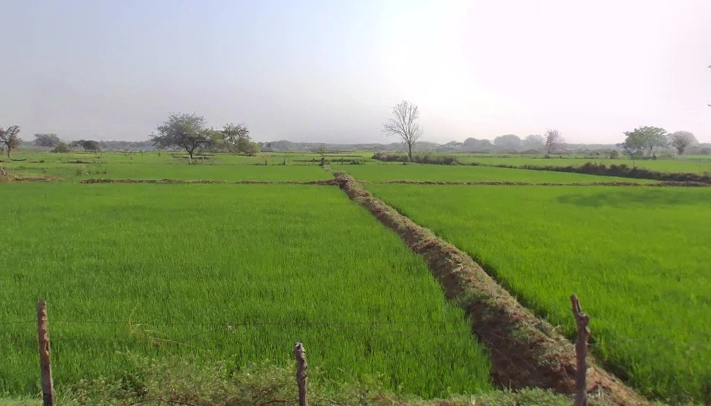 Jamgaon, Chhattisgarh 493661, India