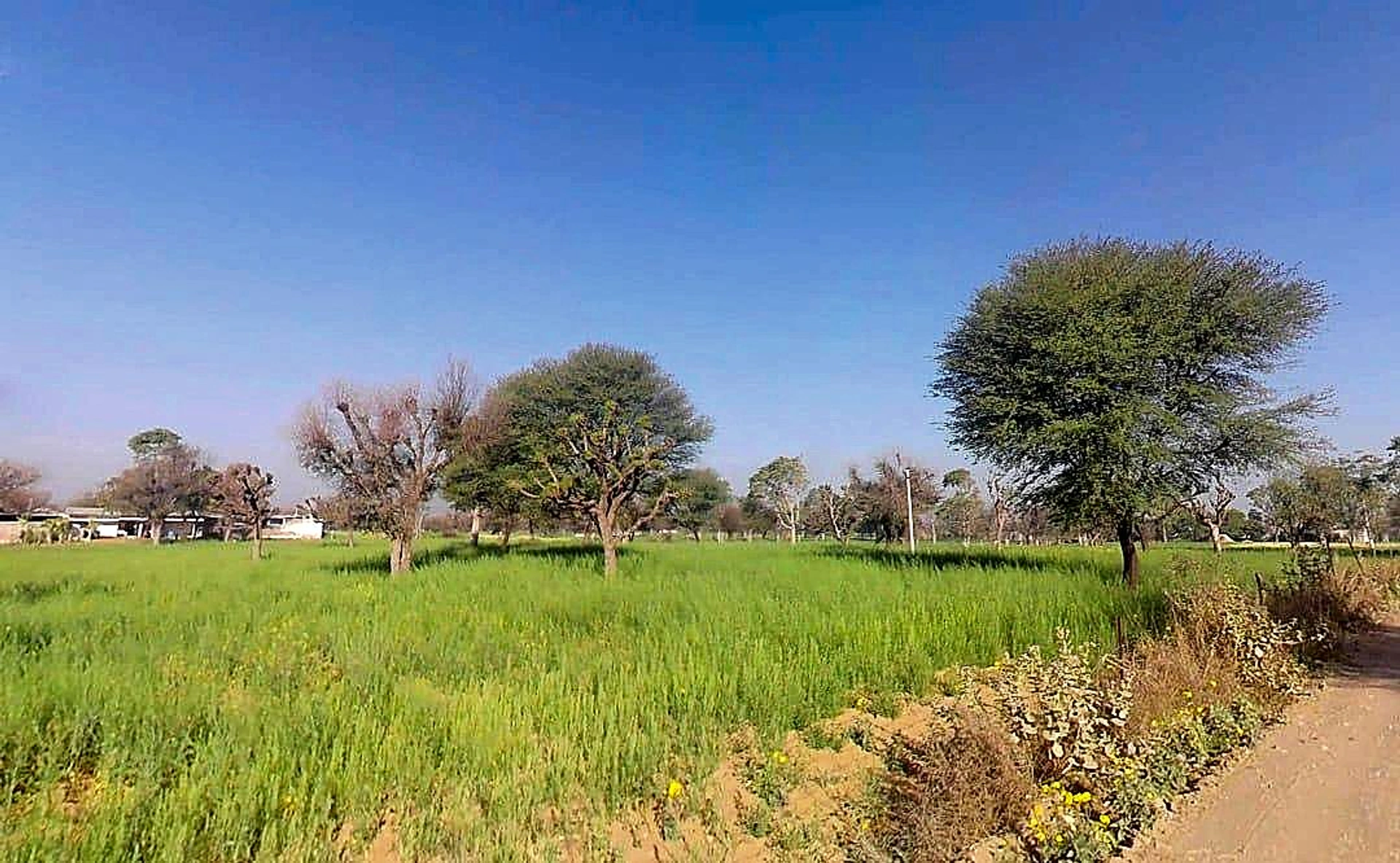 Shyami Ki Dhani, Rajasthan 332602, India