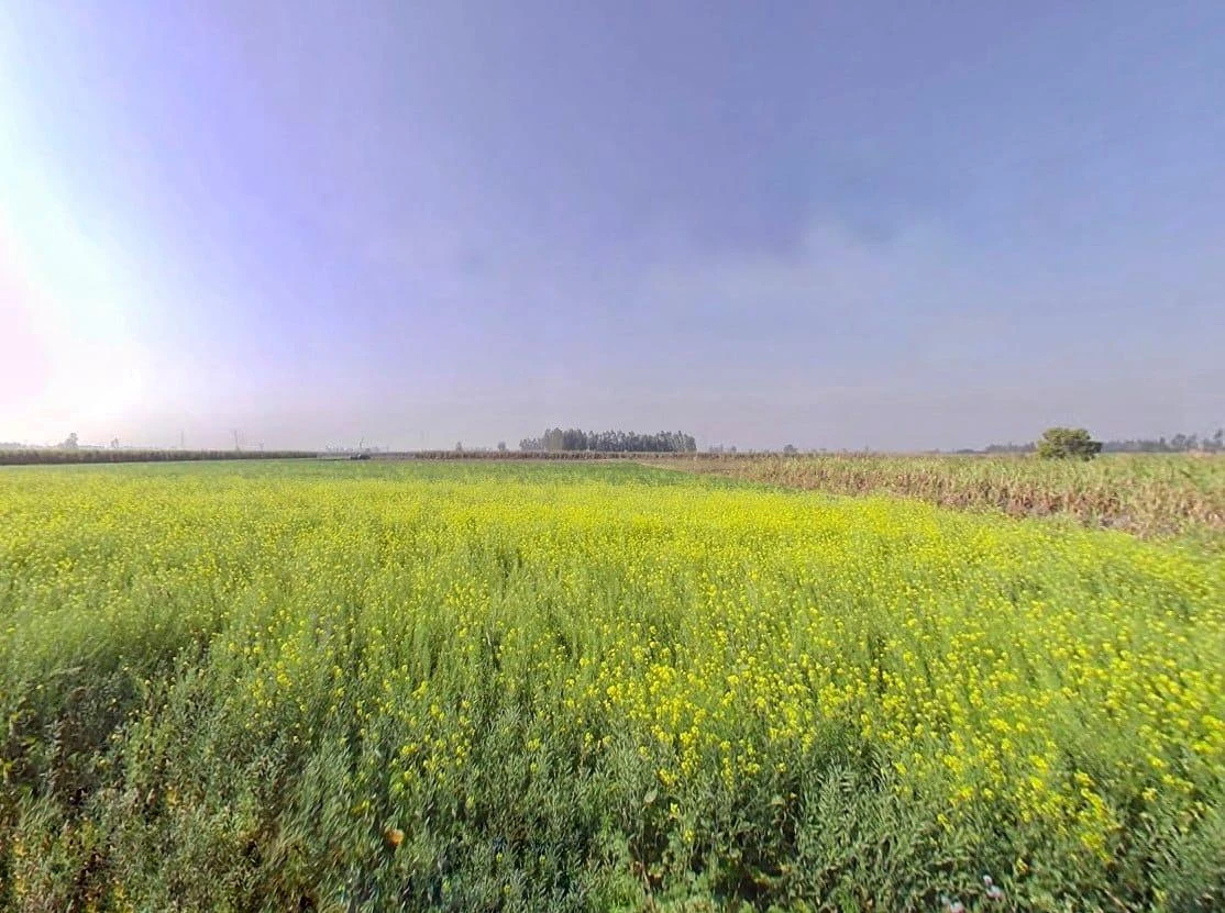 Mawana, Uttar Pradesh, India