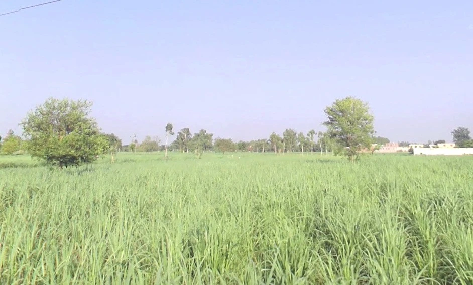 Pipliya Bujurg, Madhya Pradesh 451225, India