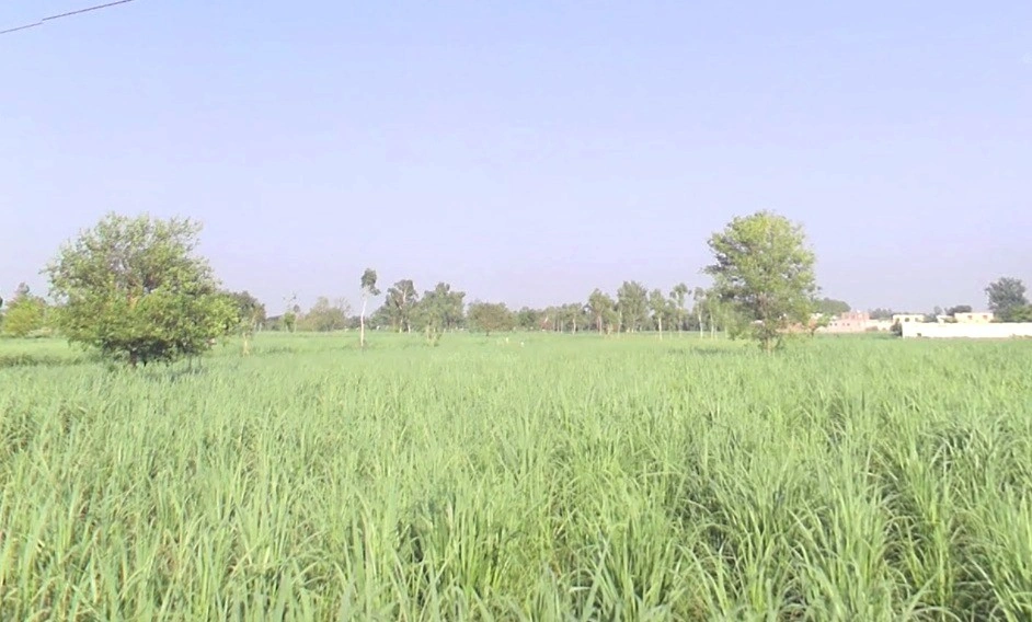 Pipliya Bujurg, Madhya Pradesh 451225, India
