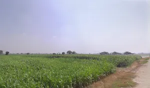 Panpur, West Bengal 711401, India preview 2
