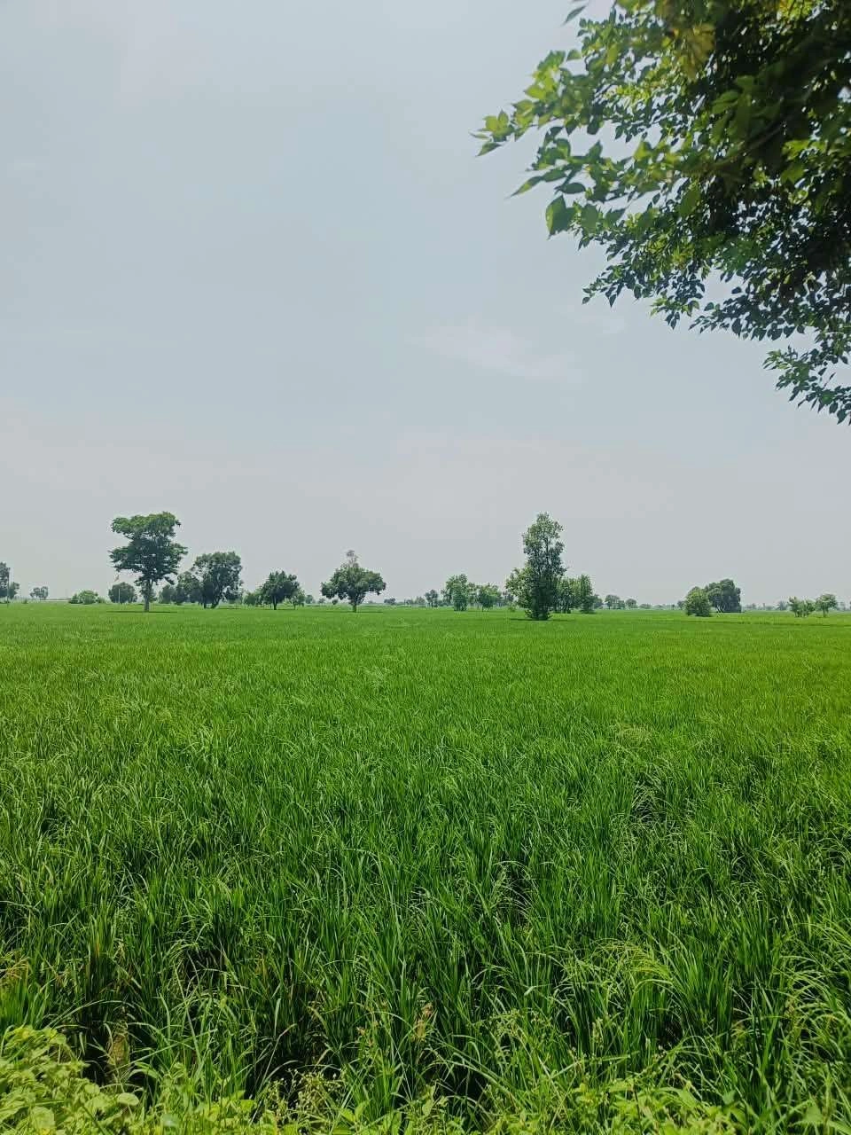 Gora, Mathura, Uttar Pradesh 281404, India