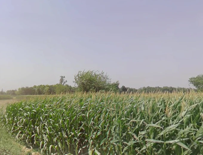 Bahadurgarh, Uttar Pradesh 245208, India