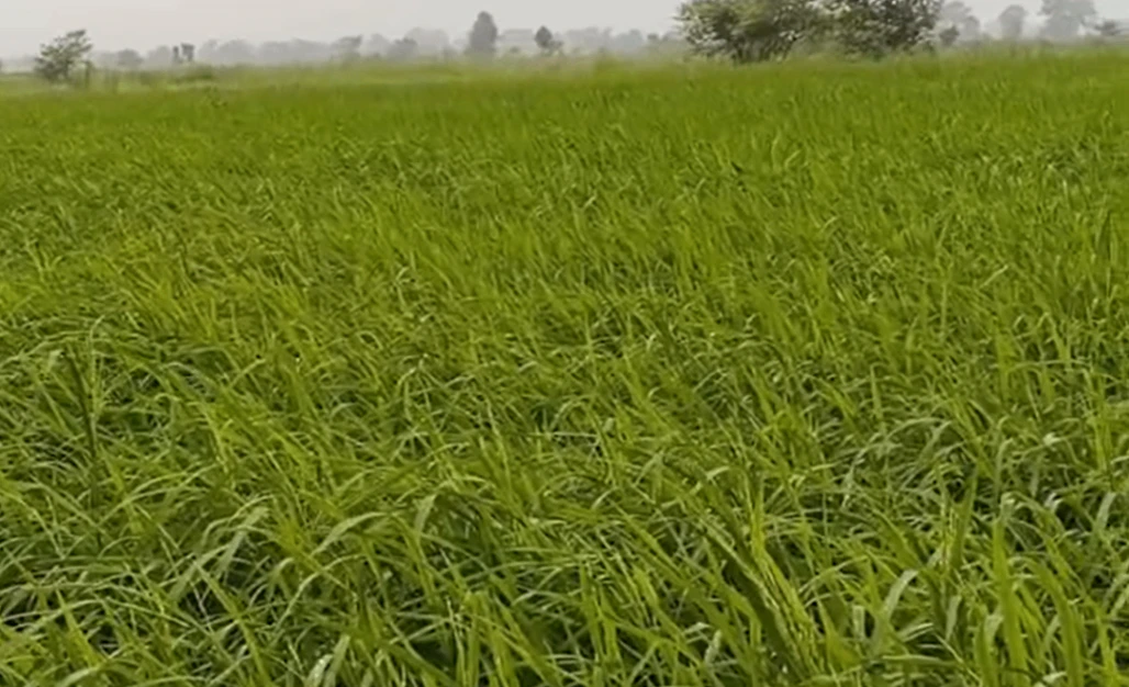 Karhi, Khargone, Madhya Pradesh 451220, India