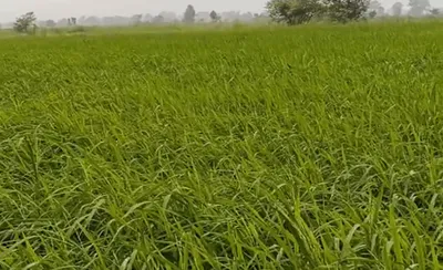 Karhi, Khargone, Madhya Pradesh 451220, India preview 3