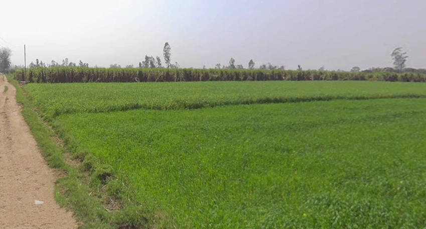 Mawana, Uttar Pradesh, India