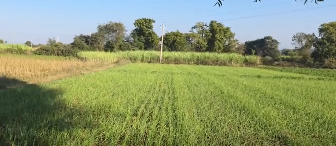 QQX7+P9, Mathura, Jarara, Uttar Pradesh 281205, India