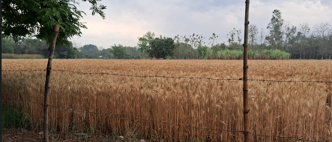 Nakodar, Punjab 144040, India